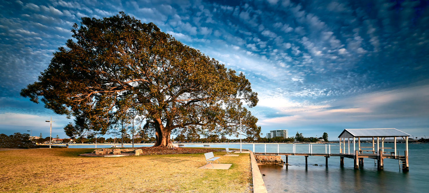 The Tree – Roy Bolton Photography